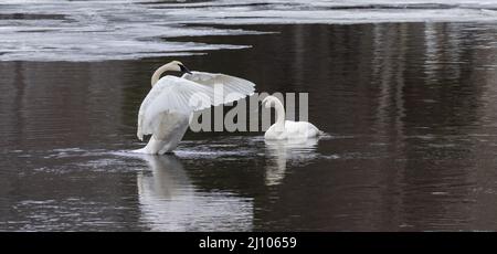 Pair of trumpeter swans in northern Wisconsin. Stock Photo