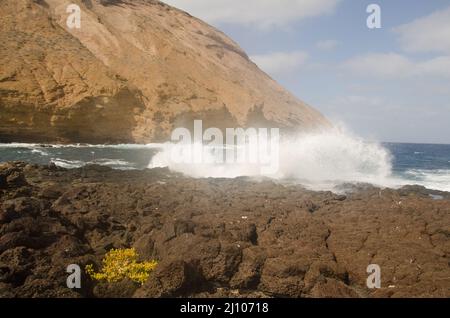 Sea cliff in the Entradero de Machin. Plant Tetraena fontanesii in the foreground. Montana Clara. Reserve of Los Islotes. Canary Islands. Spain. Stock Photo