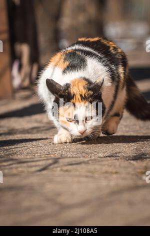 Poor stray cat mother search for the food for kittens background Stock Photo