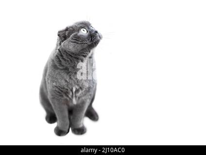 Gray cat isolated on a white background Stock Photo