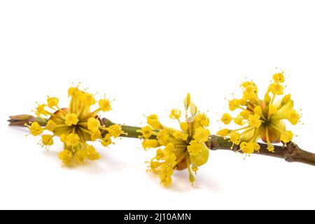Dogwood flowers isolated on white background Stock Photo
