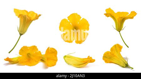 Zucchini flowers mix  isolated on white background Stock Photo