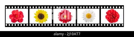 Film streep with flowers isolated on white Stock Photo