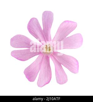 Red campion flower head isolated on white Stock Photo
