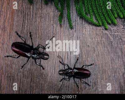 The photo shows the Titan beetle. The largest beetle in the world. Live insect photographed from above. Exotically, the beetle has a body size of abou Stock Photo