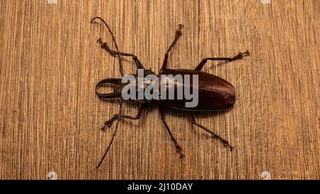 The photo shows the Titan beetle. The largest beetle in the world. Live insect photographed from above. Exotically, the beetle has a body size of abou Stock Photo