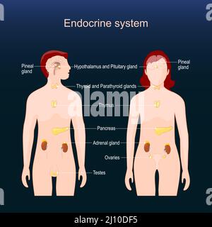 Glands of the human endocrine system. comparative anatomy of Female and Male body. Poster for Educational explanations. dark background. Vector Stock Vector