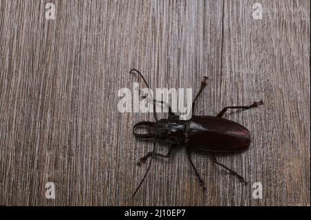 The photo shows the Titan beetle. The largest beetle in the world. Live insect photographed from above. Exotically, the beetle has a body size of abou Stock Photo