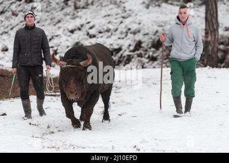 Fighter Bull whispers, A man who training a bull on a snowy winter day in a forest meadow and preparing him for a fight in the arena. Bullfighting Stock Photo