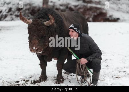 Fighter Bull whispers, A man who training a bull on a snowy winter day in a forest meadow and preparing him for a fight in the arena. Bullfighting Stock Photo