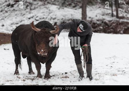 Fighter Bull whispers, A man who training a bull on a snowy winter day in a forest meadow and preparing him for a fight in the arena. Bullfighting Stock Photo