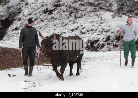 Fighter Bull whispers, A man who training a bull on a snowy winter day in a forest meadow and preparing him for a fight in the arena. Bullfighting Stock Photo