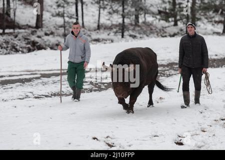 Fighter Bull whispers, A man who training a bull on a snowy winter day in a forest meadow and preparing him for a fight in the arena. Bullfighting Stock Photo