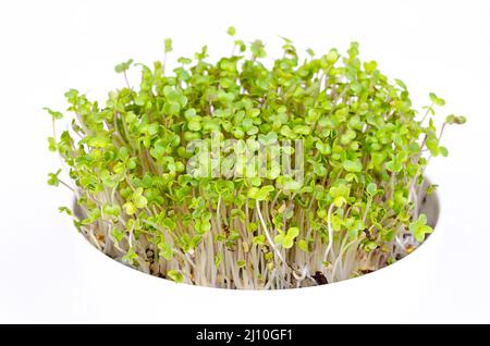 White mustard microgreens, in white bowl, front view over white. Young leaves, shoots and cotyledons of Sinapis alba, edible herb. Stock Photo