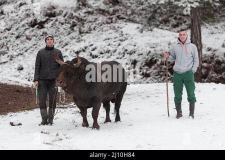 Fighter Bull whispers, A man who training a bull on a snowy winter day in a forest meadow and preparing him for a fight in the arena. Bullfighting Stock Photo