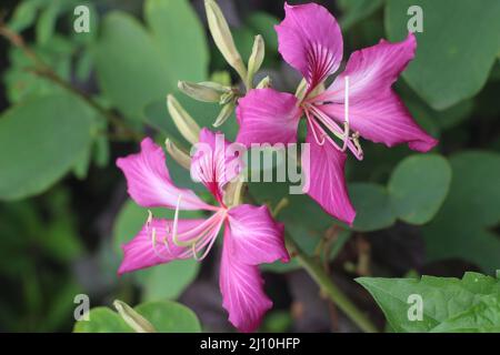 Closeup view of blooming bauhinia purpurea, a flowering plant with common names include orchid tree, purple bauhinia, camel's foot, or butterfly tree Stock Photo