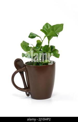 Coffee bean plants growing indoors. The green seedling on a white background that planted in a pot and put in a decorative style brown coffee cup. Stock Photo