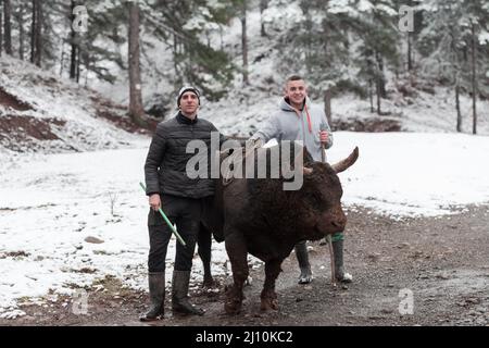 Fighter Bull whispers, A man who training a bull on a snowy winter day in a forest meadow and preparing him for a fight in the arena. Bullfighting Stock Photo