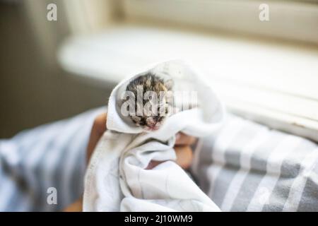 Neonatal Tabby Kitten Swaddled in a White Blanket Stock Photo