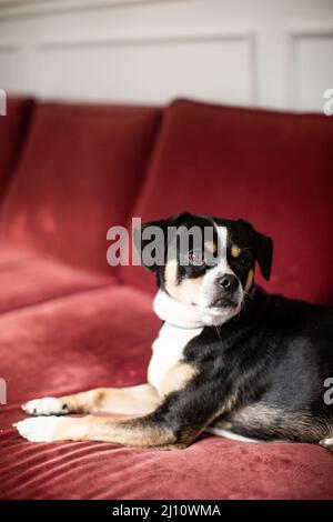 Black and White Small Dog Sitting on Red Couch Stock Photo