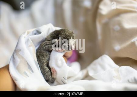 Tiny Newborn Kitten Cradled in a White Blanket Stock Photo