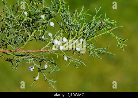 Close up green berries, cones in a branch of the shrub Juniperus communis, the common juniper, cypress family Cupressaceae. Dutch garden, May. Stock Photo