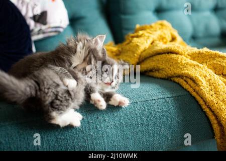 Two Gray Kittens Wrestle on a Couch Near a Blanket Stock Photo
