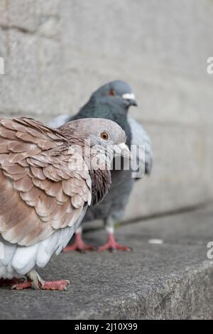 Selective focus shot of two gray and brown pigeons Stock Photo