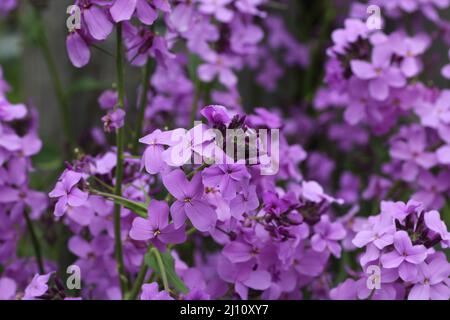 Beautiful shot of Dame's Rocket flowers with four petals on a nature background Stock Photo