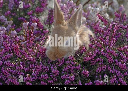 Kleiner brauner Hase versteckt sich in einer blühenden Heidekraut Pflanze, zwei Hasen Stock Photo