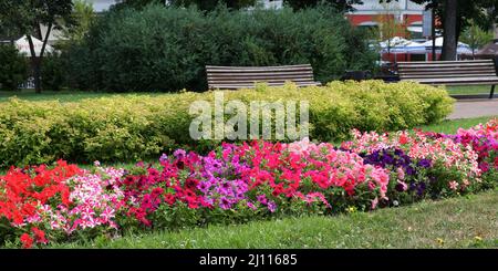 A variety of petunias in a flowerbed in a city park. Flowers in the flower bed. Stock Photo