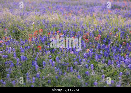 Beautiful Texas field of Bluebonnets in the hill country near Brenham and Ennis. Stock Photo
