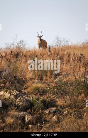 Eland Bull, Kruger National Park Stock Photo