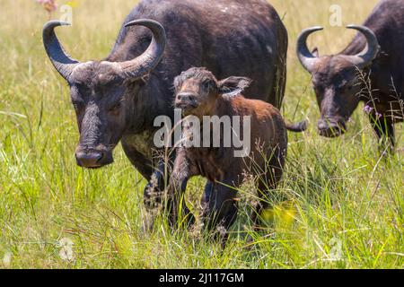 Cape buffalo calf, Addo Elephant National Park Stock Photo