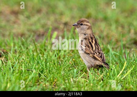 House sparrow young bird in the park. Looking for food in the grass. Side view, close up. Copy space. Genus species Passer domesticus. Stock Photo