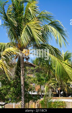 Palm trees with ripe yellow coconuts on the sky background. Healthy fruits on the trees in a village Stock Photo