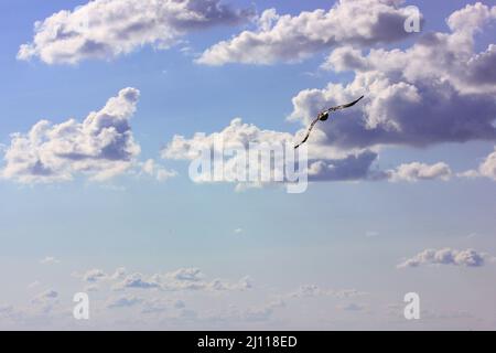 Seagull soaring in white clouds against a blue sky on a sunny spring or summer day. Resting on the seashore, ocean shore. Vacation, holiday, travel co Stock Photo