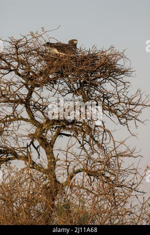 Black-chested Snake Eagle on the nest, Kruger National Park Stock Photo