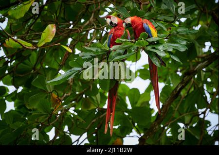 pair of Scarlet macaw (Ara macao), Corcovado National Park, Osa Peninsula, Costa Rica, Central America Stock Photo