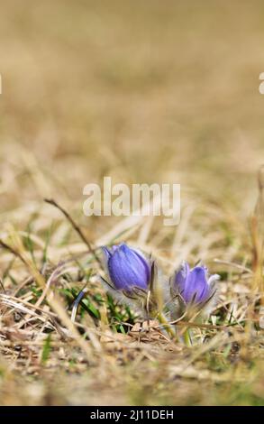 Pulsatilla grandis, the greater pasque flower, vertical Stock Photo