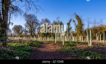 New plantation by Ipsley Mill Pond in Redditch, Worcestershire. Stock Photo