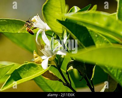 Bees dance around fresh orange blossoms on the first day of spring Stock Photo