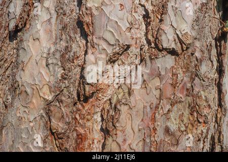 Bark, natural wood texture, natural background, abstract, old tree Stock Photo