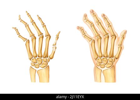 realistic illustration of the dissection of the hands and bones Stock Photo
