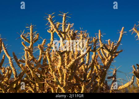 Pencil Cholla (Cylindropuntia ramosissima), Mojave Wilderness, Mojave National Preserve, California Stock Photo