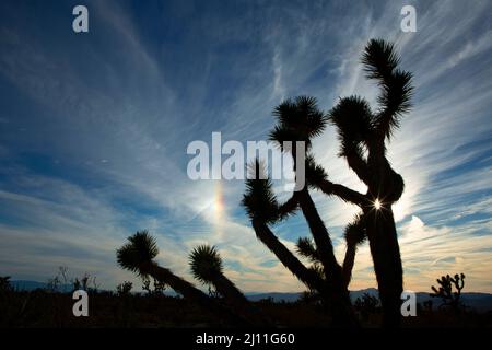 Joshua tree (Yucca brevifolia) silhouette with sundog, Mojave Wilderness, Mojave National Preserve, California Stock Photo