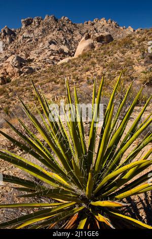 Granite Mountains with Mojave yucca (Yucca schidigera), Mojave National Preserve, California Stock Photo