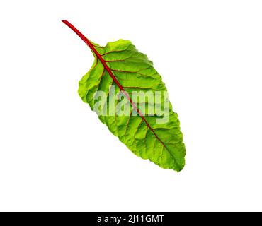 Beet leaves. Beetroot leaves, fresh beet leaf isolated on white background. Stock Photo