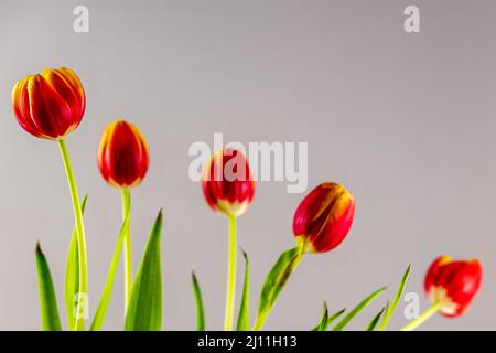 five red tulips in a row diagonally from top right to bottom right, with the focus on the left tulip, against a light background. Stock Photo