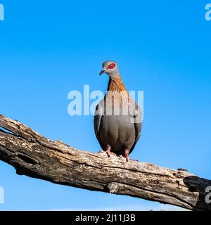 Columba guinea, Speckled Pigeon, beautiful bird in Namibia Stock Photo